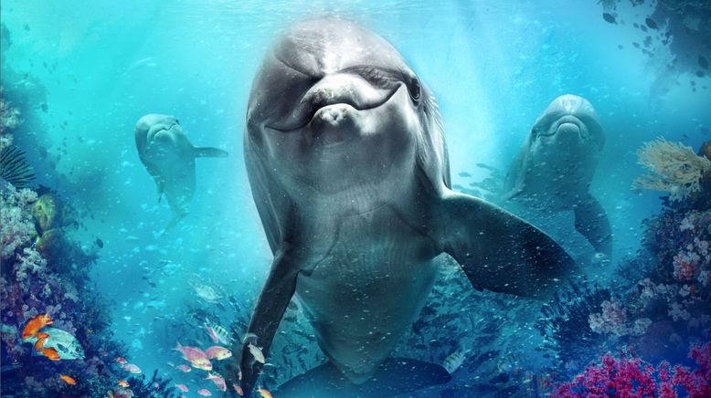 Bernie, der Delfin - Ein Sommer voller Abenteuer