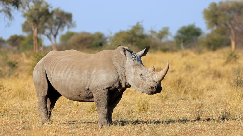 Das geheime Wissen der Tiere