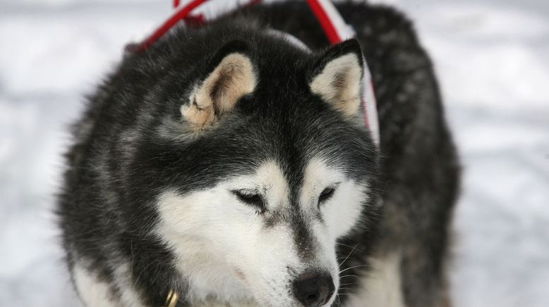 Leise rieselt der Schnee