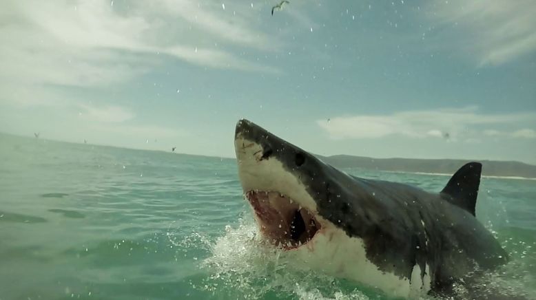 Shark Terror - Angriff des Weißen Hais