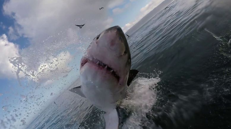 Shark Terror - Angriff des Weißen Hais