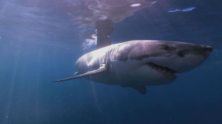 Shark Terror - Angriff des Weißen Hais