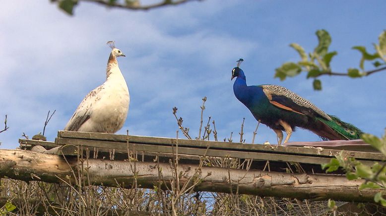 Pferde, Pfauen und die große Liebe