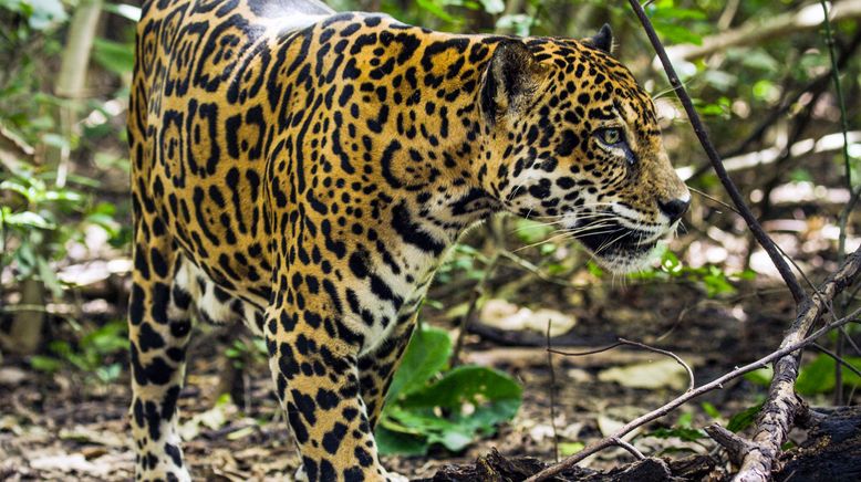 Costa Rica - Das Jaguar-Paradies