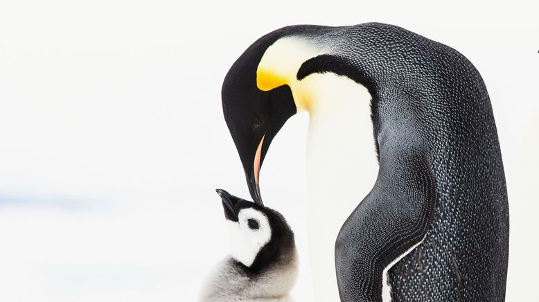 Pinguine - Eine faszinierende Familie