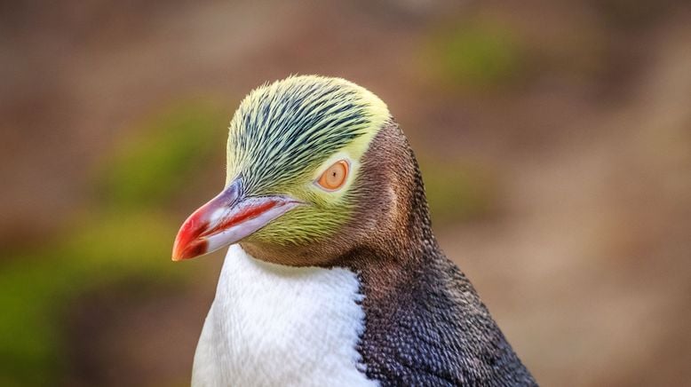 Pinguine - Eine faszinierende Familie