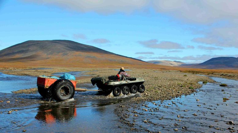 Wrangel Island - Im Treibhaus der Arktis