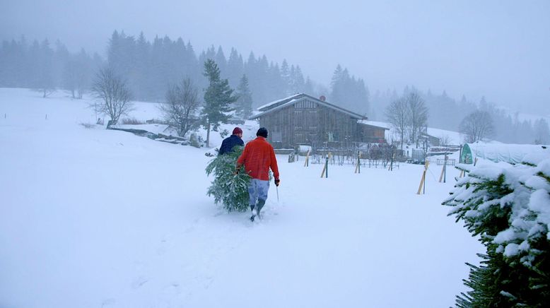 Alle Jahre wieder: Weihnachtliche Hofgeschichten