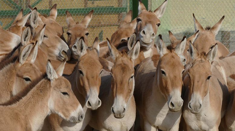 Die fliegenden Wildesel von Kasachstan