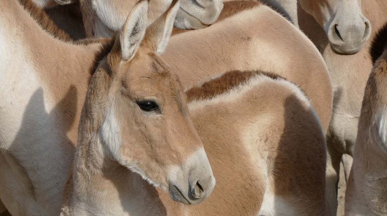 Die fliegenden Wildesel von Kasachstan