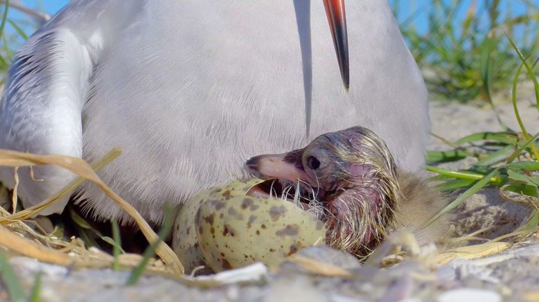 Niederlande: Neue Naturinseln im Markermeer