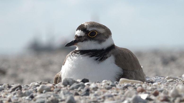 Niederlande: Neue Naturinseln im Markermeer