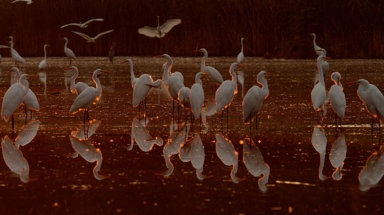 Niederlande: Neue Naturinseln im Markermeer