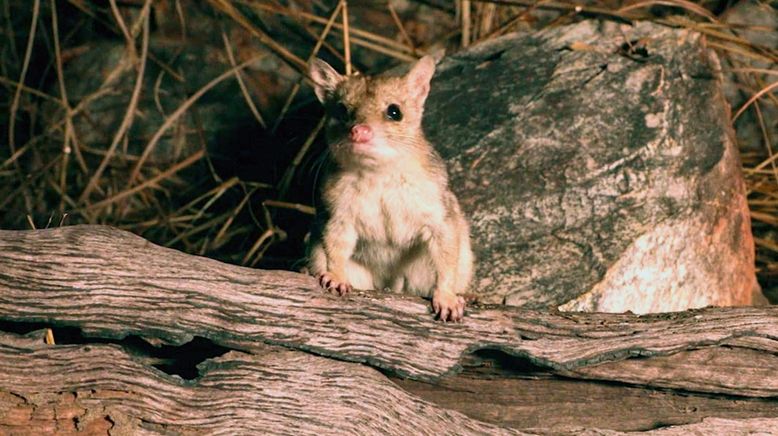 Durch die rote Wüste Westaustraliens