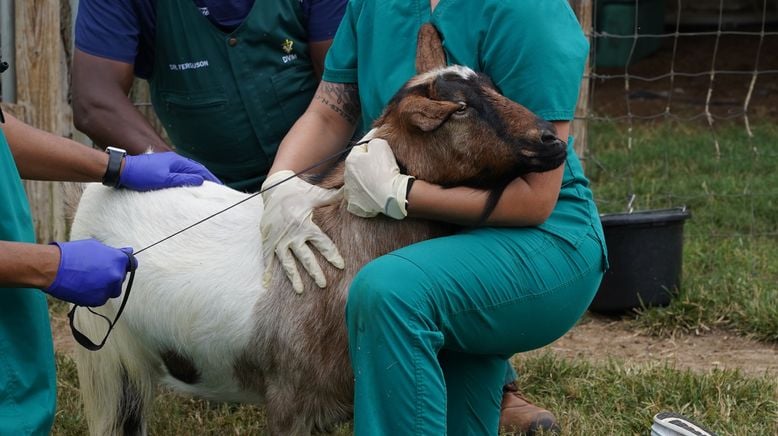 Critter Fixer: Zwei Tierärzte für alle Felle