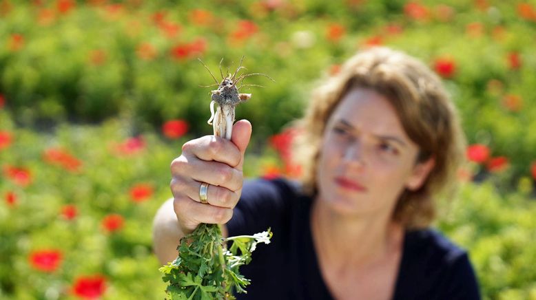 Invasive Pilze - Lena Ganschow und die neue Bedrohung