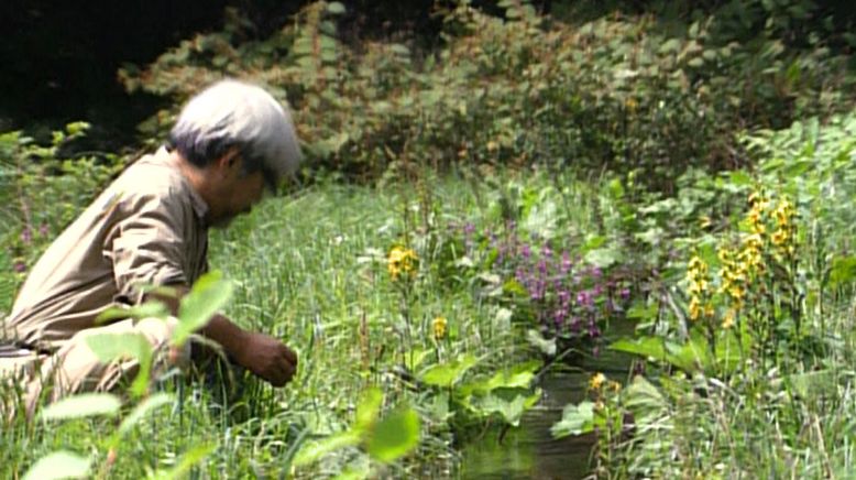 Miyazaki - Die Natur im Blick