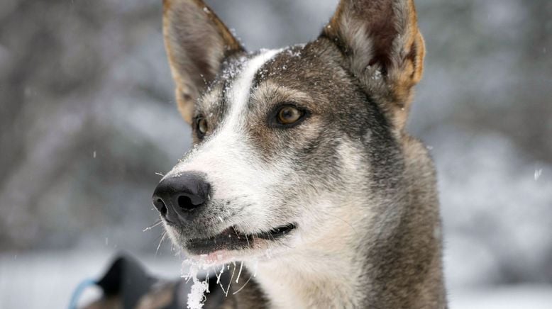 Musher - Mit meinen Schlittenhunden durch Alaska