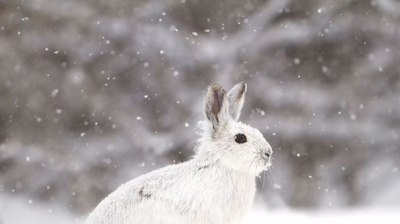 Tiere im ewigen Eis