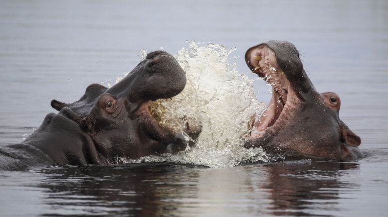 Hippos - Afrikas faszinierende Riesen