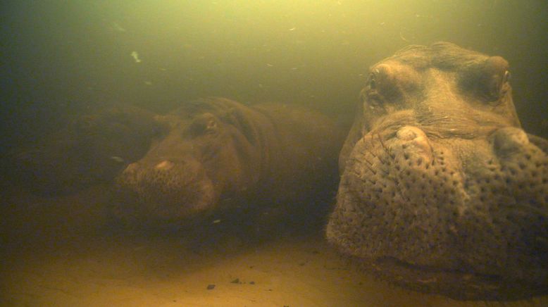 Hippos - Afrikas faszinierende Riesen