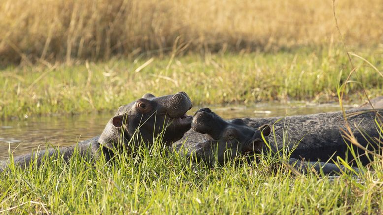 Hippos - Afrikas faszinierende Riesen