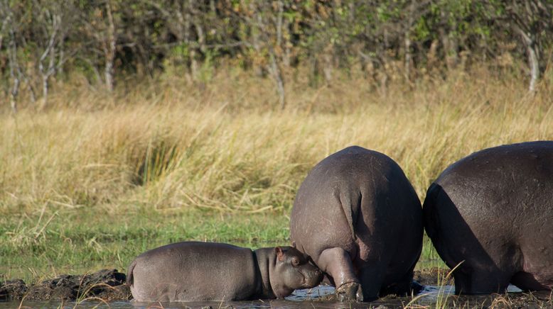 Hippos - Afrikas faszinierende Riesen