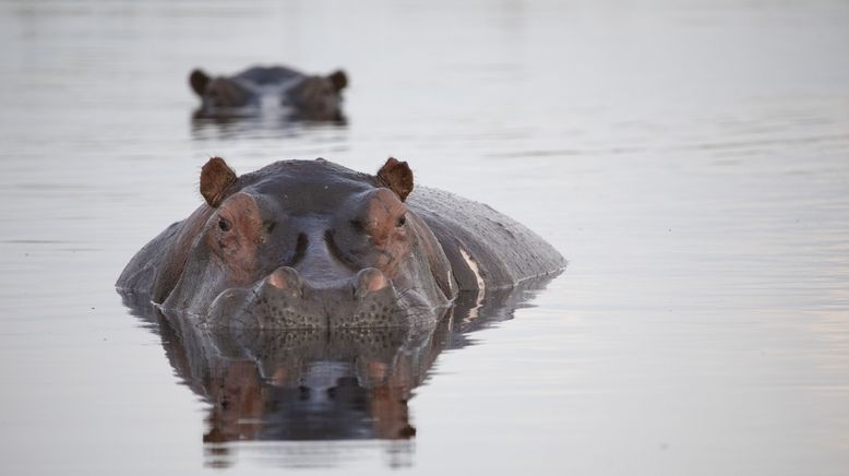 Hippos - Afrikas faszinierende Riesen