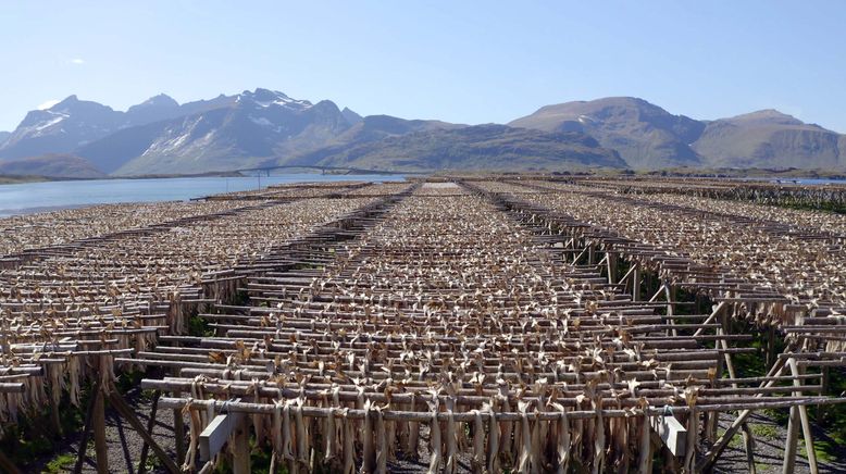 Ein Jahr auf den Lofoten