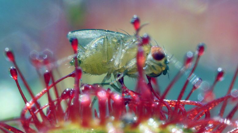 Wilde Wasserwelten im tiefen Süden der USA