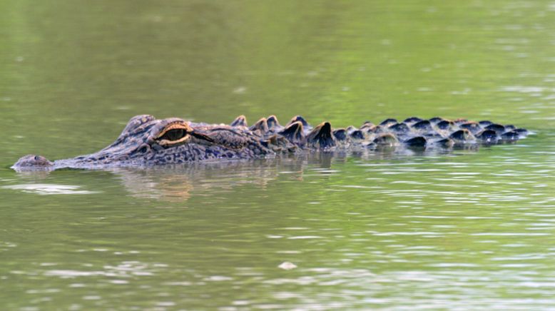 Wilde Wasserwelten im tiefen Süden der USA