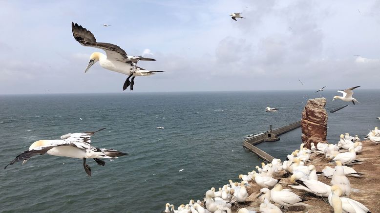 Helgoland - Wilde Welt am roten Felsen