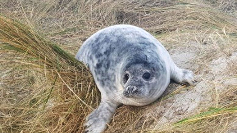 Helgoland - Wilde Welt am roten Felsen