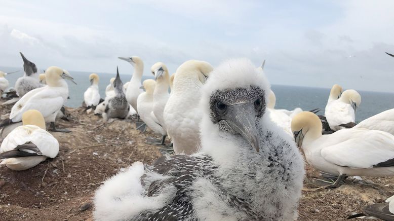 Helgoland - Wilde Welt am roten Felsen