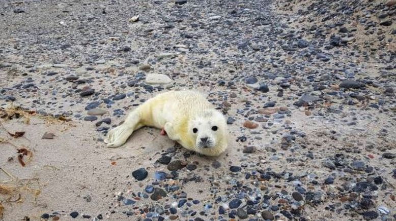 Helgoland - Wilde Welt am roten Felsen