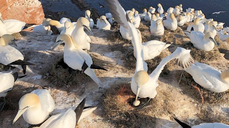 Helgoland - Wilde Welt am roten Felsen