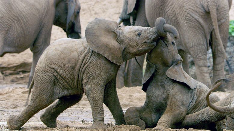 Serengeti - Wilde Geschichten aus der Savanne