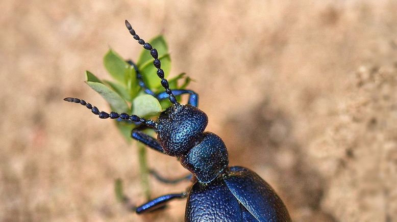 Fabelhafte Insekten