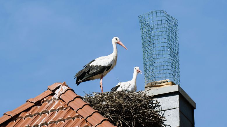 Hofgeschichten - Ackern zwischen Alpen und Ostsee