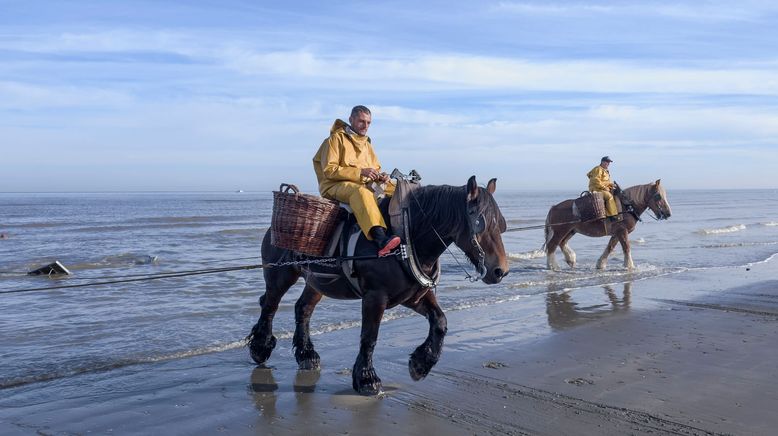 Leben an der Nordsee