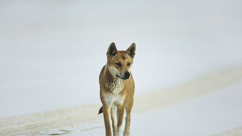 10 Tiere, die töten