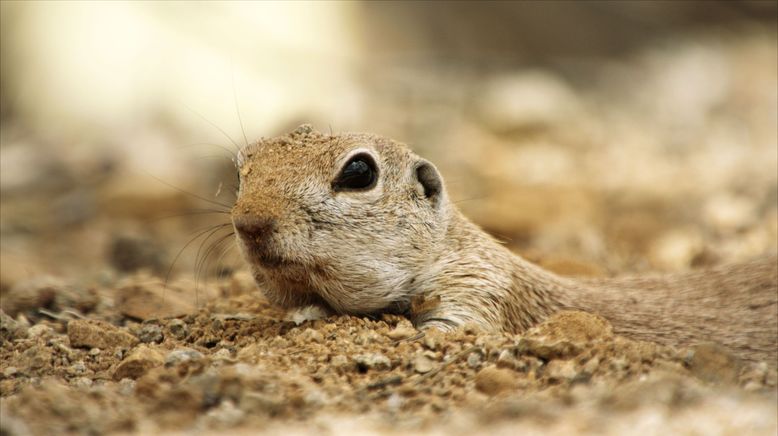 Die verrückte Welt der Hörnchen