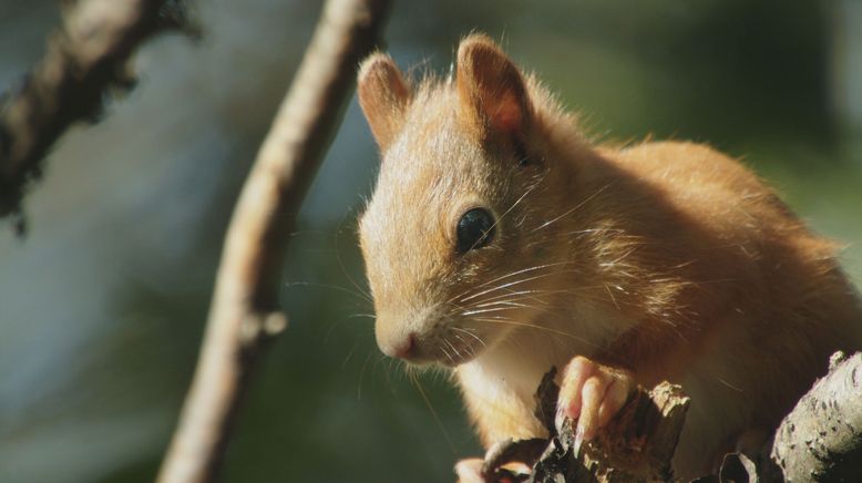 Die verrückte Welt der Hörnchen