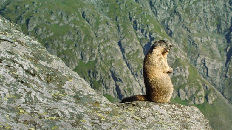 Die verrückte Welt der Hörnchen