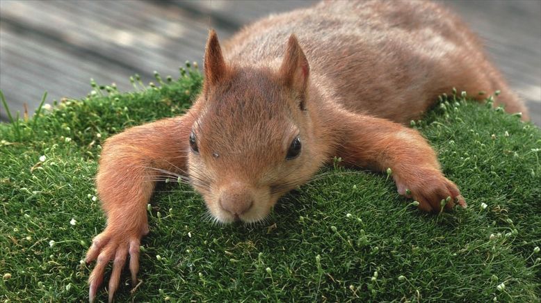 Die verrückte Welt der Hörnchen