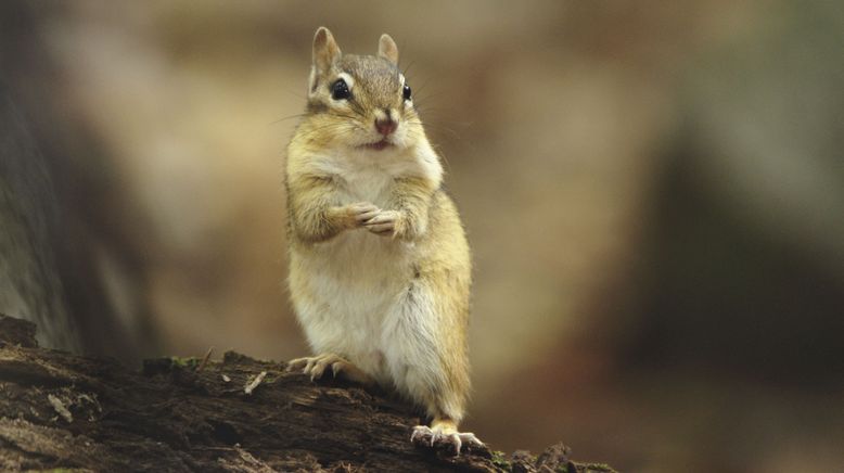 Die verrückte Welt der Hörnchen