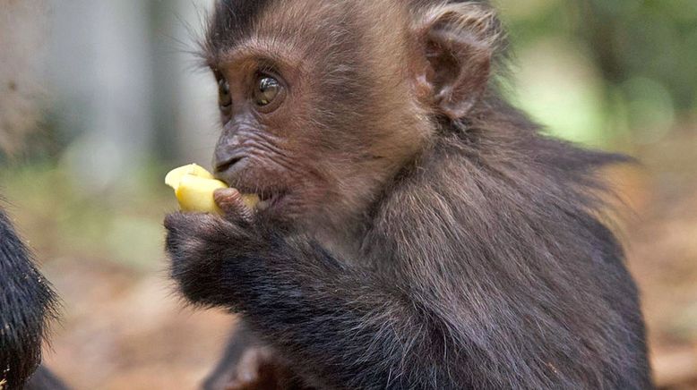 Tierkinder der Wildnis