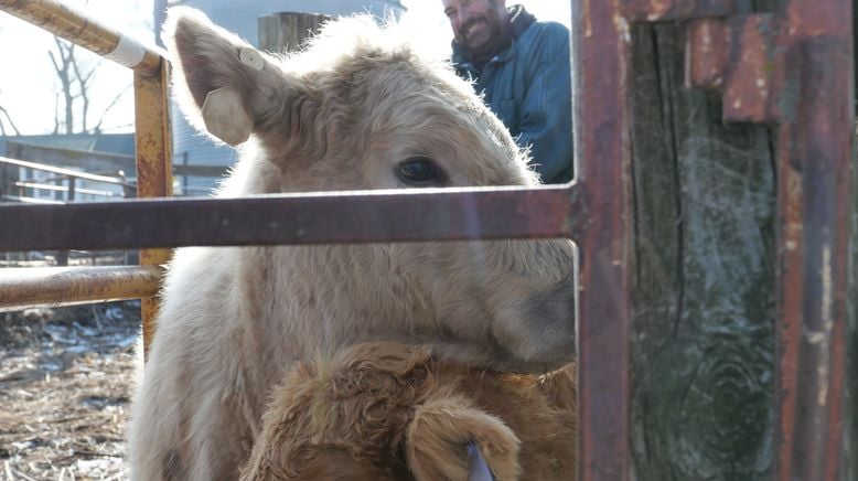 Heartland Docs - Die Tierarzt-Familie