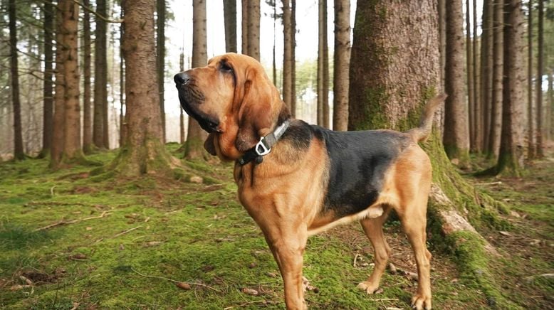 Die großen Hunde - Mit Martin Rütter