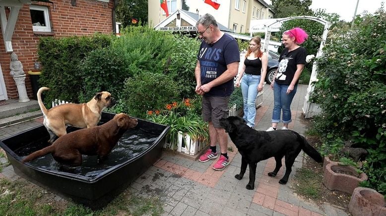 Die großen Hunde - Mit Martin Rütter